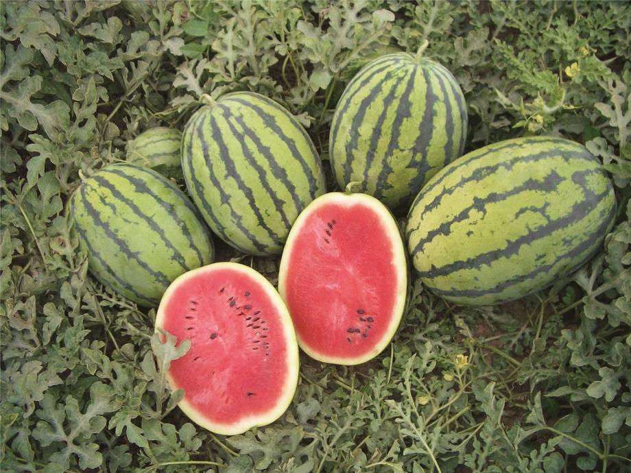 Семена арбуза Бедуин F1 фото 2