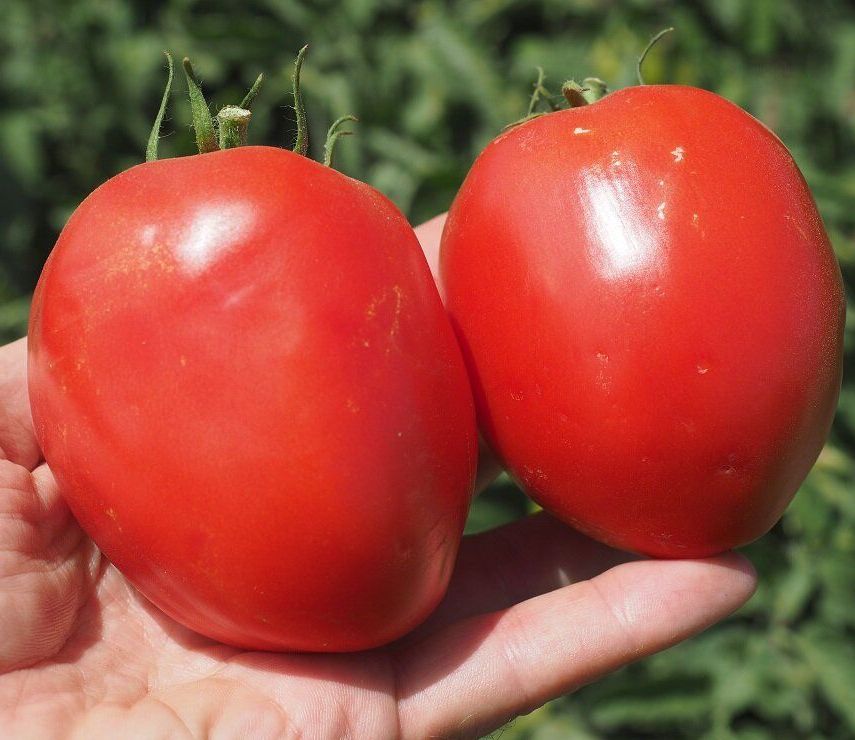 Семена томатов Кафа F1 фото 2