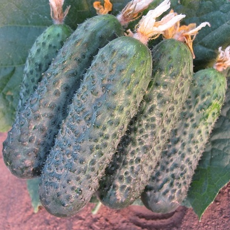 Огурец Директор F1 фото 2