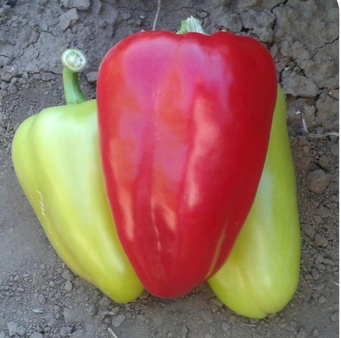 Бэст (Поло) F1