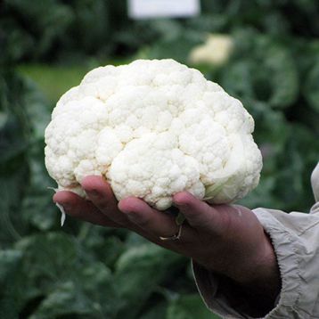 Капуста цветная Саборд F1 фото 2