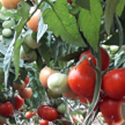 Семена томатов Томат Капонет F1 фото 2