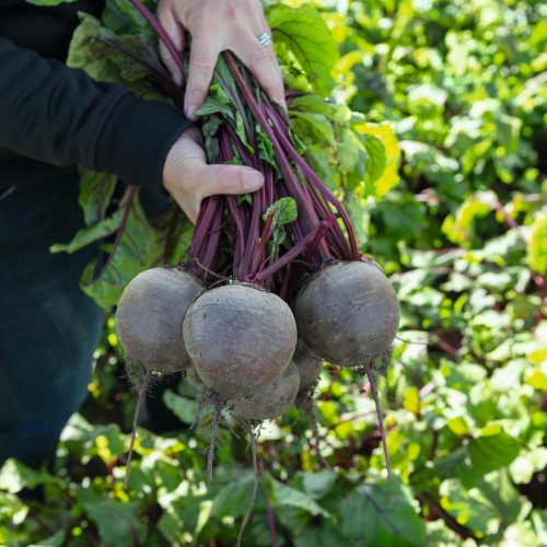 Свекла Бикорес F1 фото 2