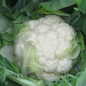 Капуста цветная Форталеза F1 фото 2