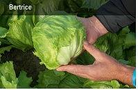 Салат Айсберг Бертрис фото 2