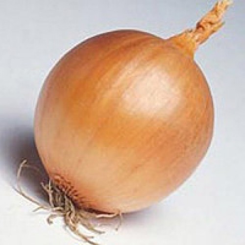 Лук Тэмптэйшн F1 фото 1