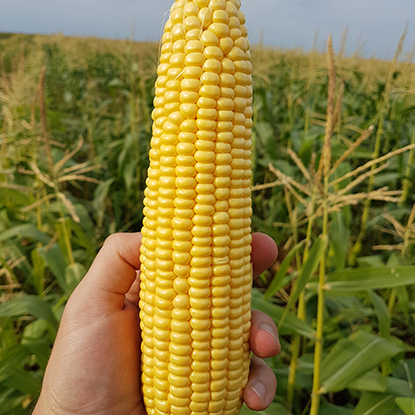 Кукуруза Оватона F1 фото 2