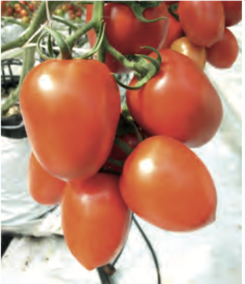 Семена томатов Тукано F1 фото 2