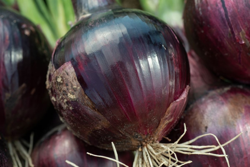 Лук Дарко F1 фото 1