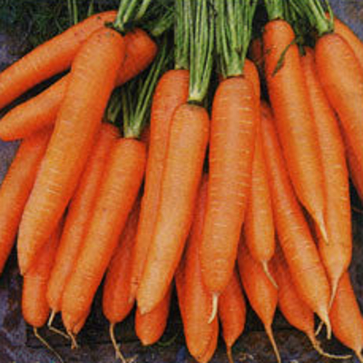 Морковь Сиркана F1 фото 2