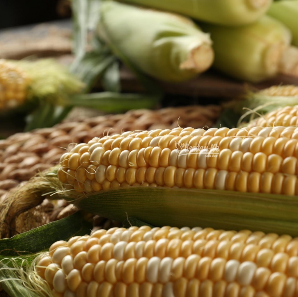 Кукуруза биколор Ракель F1  фото 2