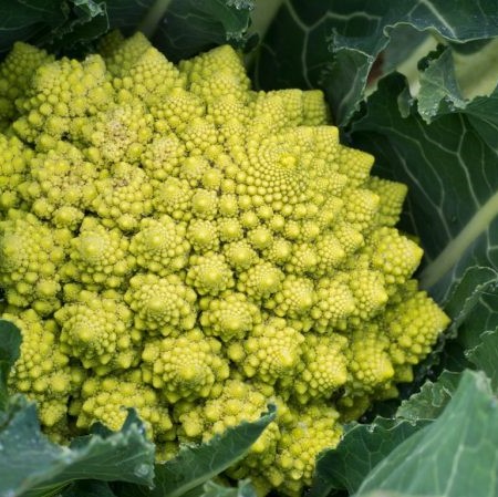 Капуста цветная романеско Вероника F1 фото 2