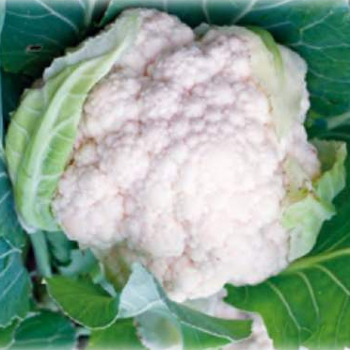 Капуста цветная Амандин F1 фото 2
