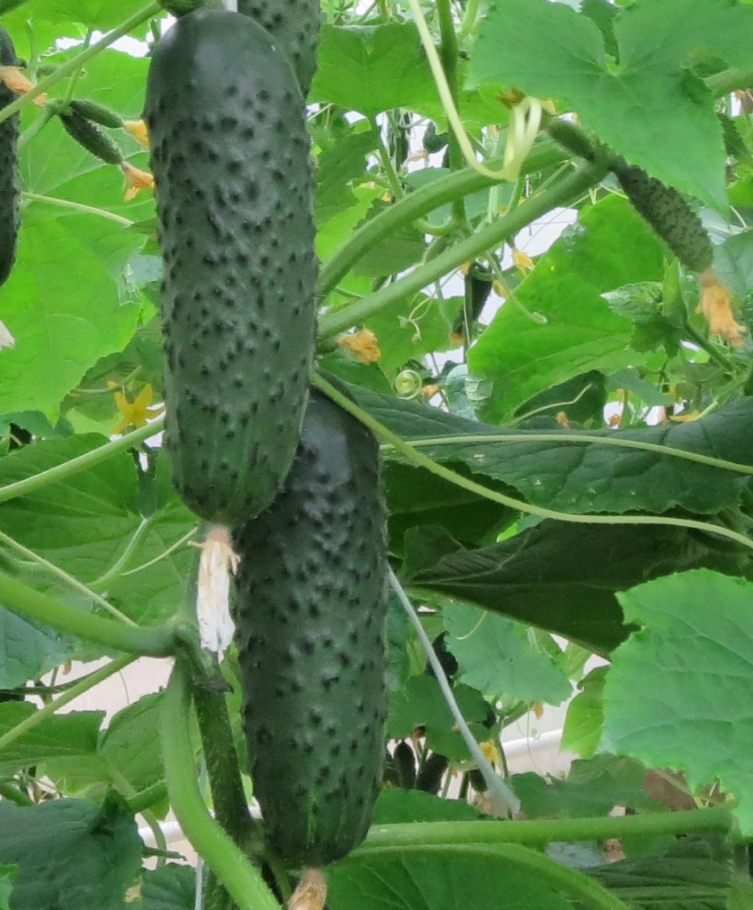 Огурец SV 3506 F1 фото 2