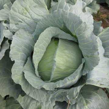 Капуста белокочанная Марлу F1 фото