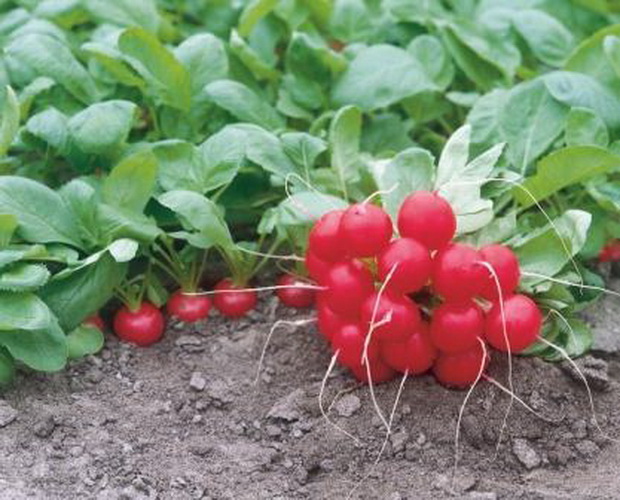 Редис Донар F1 фото 2