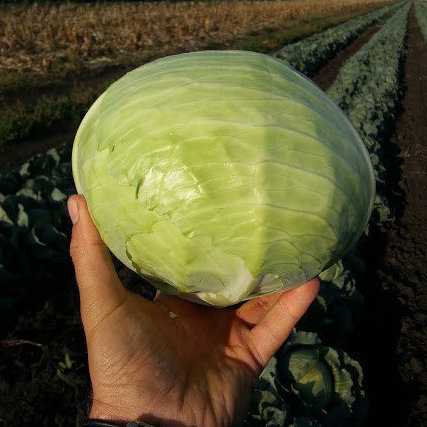 Капуста белокочанная Сторидор F1 фото