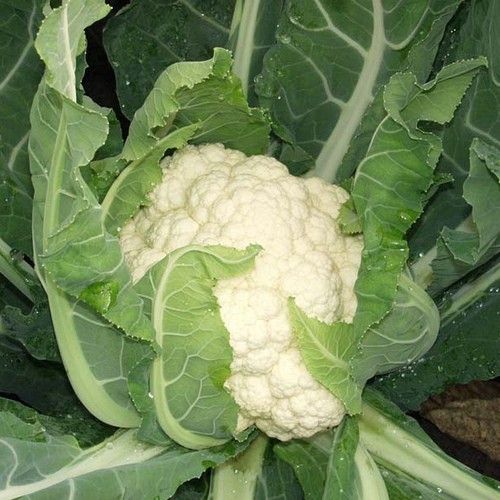 Капуста цветная Кул F1 фото 2