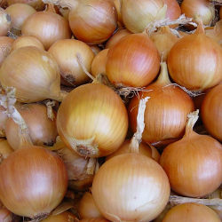 Лук Тареско F1 фото 1