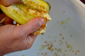 Семена баклажана