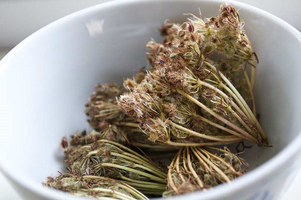 Семена моркови