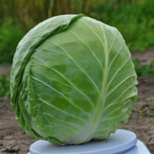 Капуста белокочанная