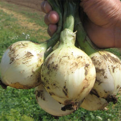 Семена лука