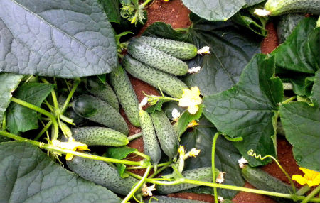 semm-oggr.jpg semm-oggr.jpg