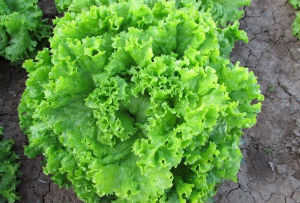 Семена салата